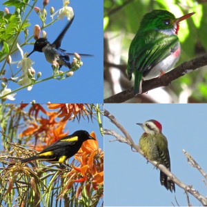 Clockwise from top left: Bee Hummingbird, Cuban Today, Cuban Green Woodpecker, Cuban Oriole (all photos by the author)