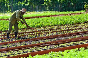 Organic farming in Cuba